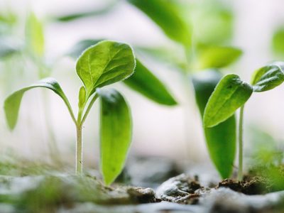 No tires los restos de las barritas de azufre y utilizalos para poner hermosas a tus plantas en primavera