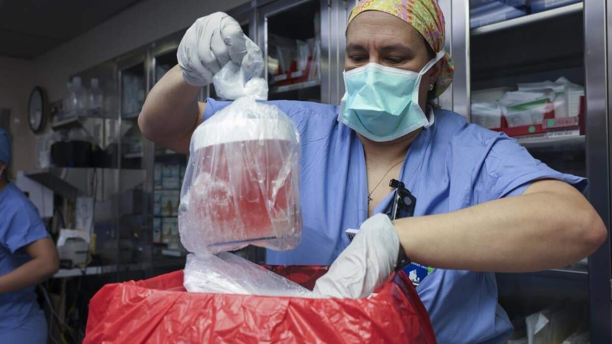 Melissa Mattola-Kiatos, RN, especialista en prácticas de enfermería, saca el riñón de cerdo de su caja para prepararlo para el trasplante en el Hospital General de Massachusetts