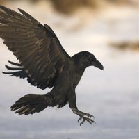Curiosidades del cuervo: el ave de mala fama que forman pandillas y son excelentes imitadores