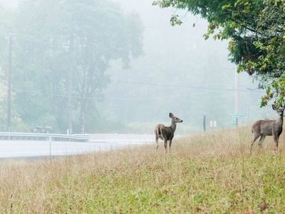 El horario de verano reduce accidentes de tráfico con animales