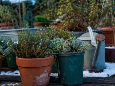 Ni estufa ni sol directo: el truco casero que usan los viveristas para salvar plantas del frío extremo