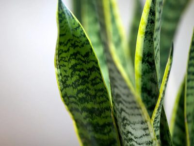 Con estos increíbles ingredientes tus plantas tendrán las hojas más brillantes