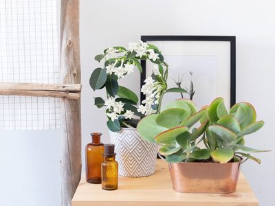 El secreto para cuidar tu planta de Jardín en el interior de tu hogar y que se conserve sana y rozagante