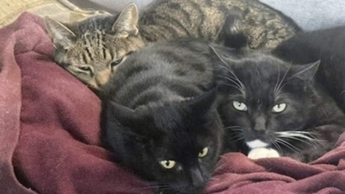 Esta foto facilitada por Joseph Journell de San Bernardino, California, muestra a dos de sus gatos, Alexander, al fondo, y Tuxsie, a la derecha, que murieron de gripe aviar tras beber leche cruda de vaca