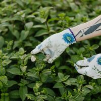 Poleo, la hierba aromática con gran potencial para la salud