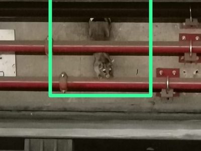 Cacomixtle vive en la Línea 7 del Metro; lo buscan para evitar que se electrocute