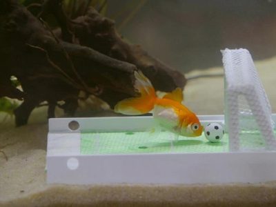 La sorprendente inteligencia de los peces