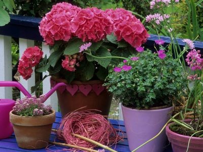 El secreto de los jardineros para que tus plantas sigan floreciendo, sin gastar en fertilizantes