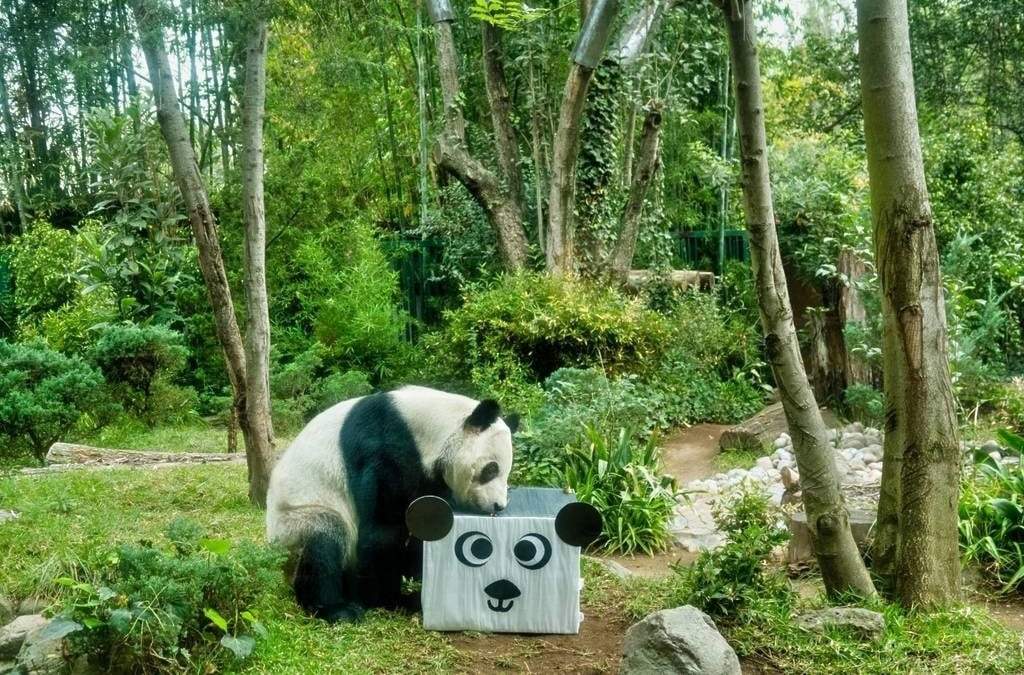 Cumpleaños 35 de Xin Xin, única panda gigante de Latinoamérica, se festejará en Chapultepec