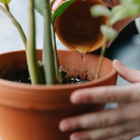 El económico elemento de tu botiquín que podés usar para que tus plantas se mantengan hermosas en otoño