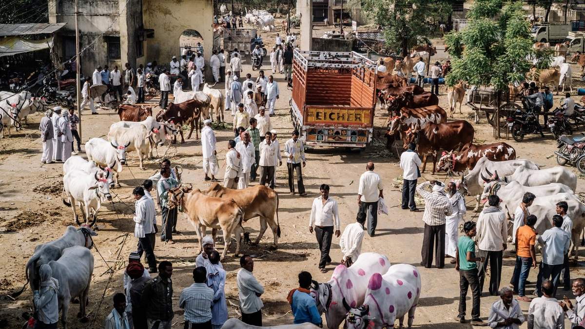 Vacas en el estado de Gujarat. Fuente: (Twitter)