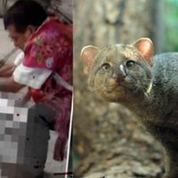 Asesinan en Chiapas a un jaguarundí, especie en peligro de extinción; lo confunden con un nahual