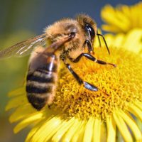 “Debemos proteger a las abejas”: el firme pedido de la ONU