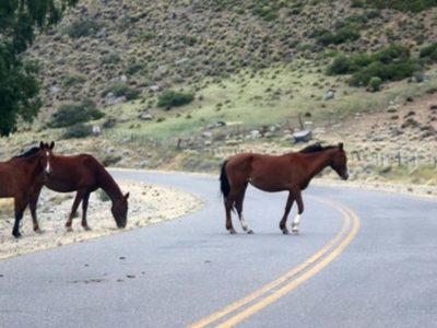 Volvieron a alertar sobre la presencia de animales sueltos en rutas de la región