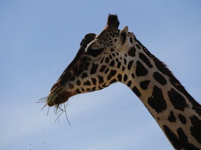 Las cuatro especies de jirafa tienen cráneos distintivos