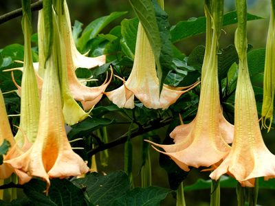 Floripondio: belleza hipnótica con un veneno oculto