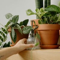 El secreto de los viveristas para reproducir tu planta de Potos por esquejes y en pocos pasos