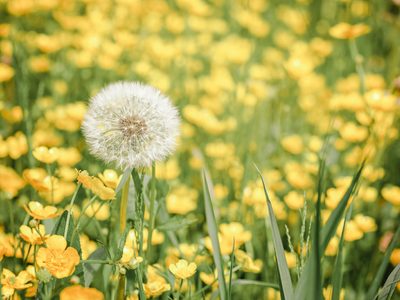 No la pises ni arranques de tu jardín: la planta que crece como maleza, pero es un tesoro para tus huesos
