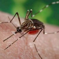 Confirman 35 nuevos casos de dengue en Oaxaca