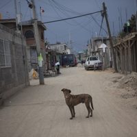 Sujeto que mató a perro y gato es sentenciado a 16 meses de prisión en Jalisco