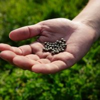 No tires las semillas de tus frutas y creá ese semillero biodegradable para crear las plantas más lindas y vigorosas