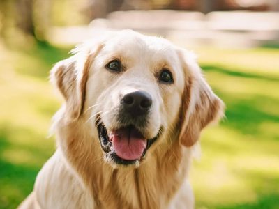 Día del Perro en Argentina: la emotiva historia de Chonino, el can al que se homenajea cada 2 de junio