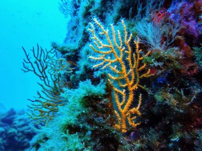Entra en vigor el Tratado de Biodiversidad en Alta Mar con la ratificación de 83 países