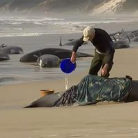 Australia prepara rescate tras avistar 230 ballenas varadas
