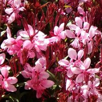 La planta ideal para jardines soleados: resistente, decorativa y de bajo mantenimiento