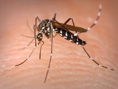 Alarma la llegada del “mosquito tigre” que puede transmitir 22 virus diferentes