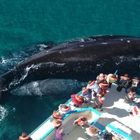 Puerto Madryn se prepara para una temporada de ballenas anticipada: cuánto saldrán los avistajes