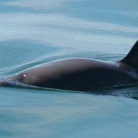 México intenta evitar sanciones por situación de la vaquita marina