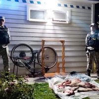 Un hombre fue demorado por transportar una gran cantidad de carne silvestre faenada