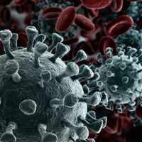 Confirmado por la OMS: los vacunados y curados pueden infectarse con la variante Ómicron