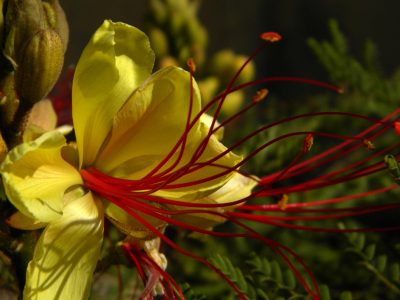 El arbusto que crece rápido, atrae visitas inesperadas y es un verdadero tesoro para tu salud y el jardín