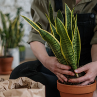 Prestá atención: cómo saber cuándo tenés que cambiar tus plantas de macetas