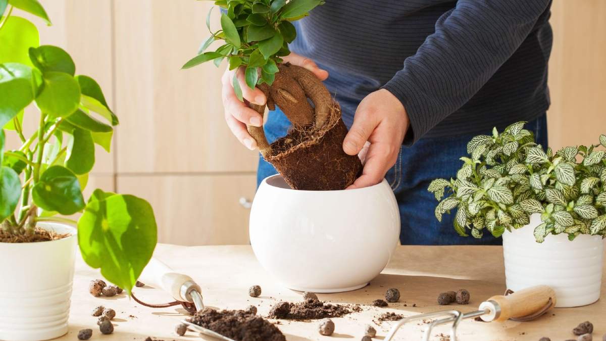 Plantas y Suculentas. Fuente: (Instagram)