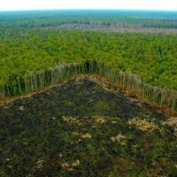 La selva amazónica está perdiendo resistencia