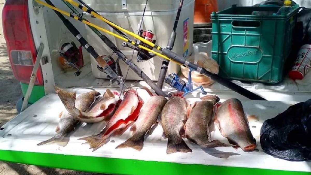 Los guardafaunas secuestraron 51 piezas de trucha capturadas de manera ilegal. Fuente: (Gobierno de Neuquén)