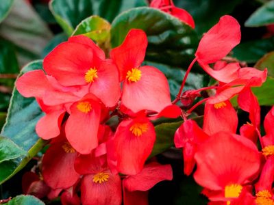 Seguí este truco súper fácil y gratis para que tus plantas de Begonia siempre tengan hojas hermosas