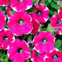 Si tenés jardines mitad sombra mitad sol, estas son las plantas más resistentes para tener