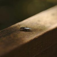 Académico alerta por invasión de cucarachas resistentes a insecticidas