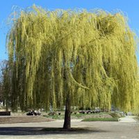 Los árboles más bonitos que podés multiplicar en invierno como si fueras un profesional