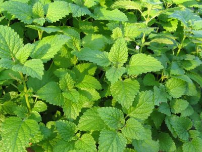 Melisa: conocé los poderes curativos de esta planta que no podés dejar de tener en tu hogar