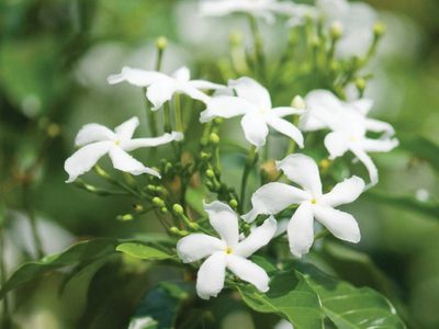 La bella planta trepadora que da flores con bello perfume y que es ideal para las paredes de tu jardín