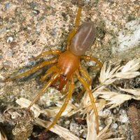 Cómo unas arañas de las islas Canarias demuestran la teoría de la evolución de Darwin