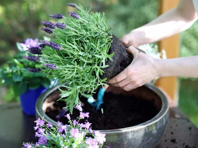 Por qué las hojas y flores de mi Lavanda están caídas y cómo solucionarlo