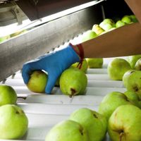 Se cancelaron todas las exportaciones de Alto Valle al mercado ruso