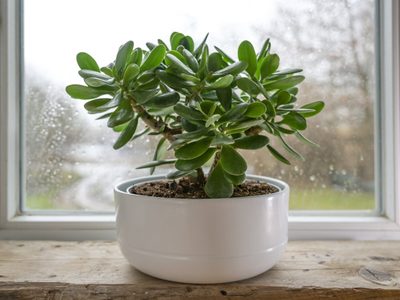 Conocé las 6 plantas que atraen la fortuna y mucho dinero si las tenés en casa