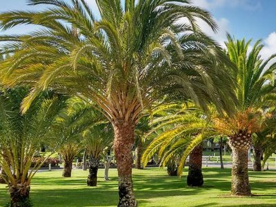 El truco para germinar tus propias palmeras en casa, para decorar tu jardín o venderlas